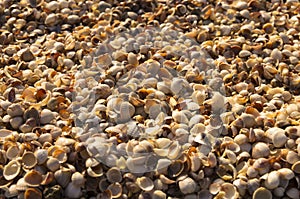 Background from small seashells