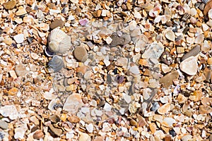 background small shells, shell fragments. Sea Shore many different crushed shells forming a beautiful background pattern
