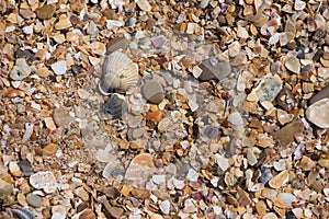 background small shells, shell fragments. Sea Shore many different crushed shells forming a beautiful background pattern