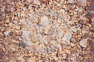background small shells, shell fragments. Sea Shore many different crushed shells forming a beautiful background pattern