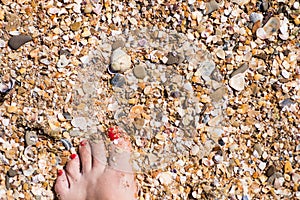 background small shells, shell fragments. Sea Shore many different crushed shells forming a beautiful background pattern
