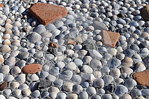 Background with small shells and stones.