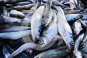 Background of small sprat fish close-up. Fish background