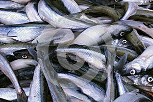 Background of small sprat fish close-up. Fish background. Benefits of fish