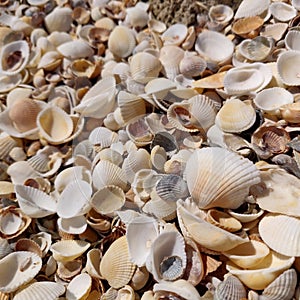 Background from small varied seashells.