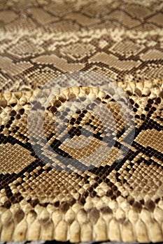 Background snake skin pattern brown