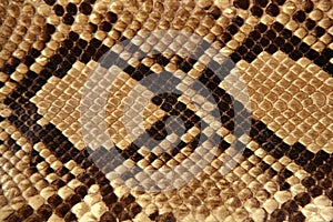 Background snake skin pattern brown