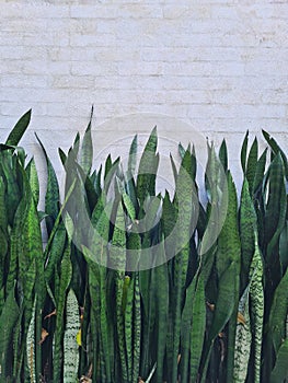 background with snakeplant plantation in front of a white exposed and geometrical brick wall photo