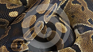 Background of snakeskin. Royal python skin