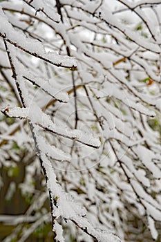 Background of Snow Covered Branches