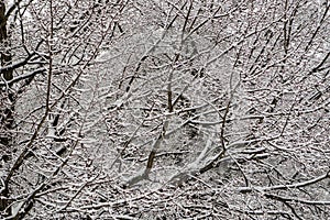 Background of Snow Covered Trees