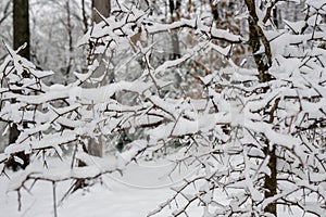 Background of Snow Covered Trees