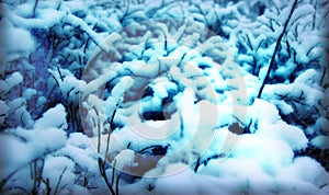 Background of a snow pattern on the branches of trees