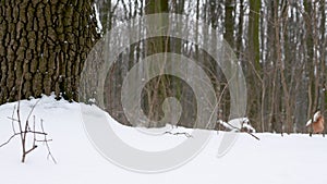 Background snowfall in the forest, beautiful snowy forest, small snowflakes falling from the sky, tall trees covered with snow
