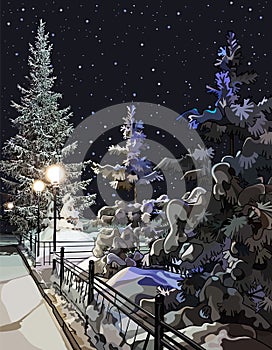 Background with snowy fir trees in winter park at night