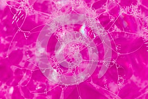 The background of soap bubbles is bright pink or red. Shampoo foam. Bubbles in the water