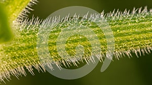 Background is a soft blurred green emphasizing the details of the