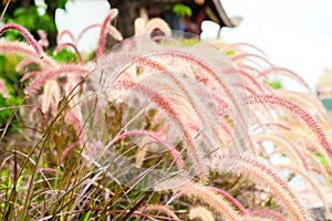 Background of Soft silk flower grass with sunset in nature