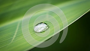 The background is softly blurred emphasizing the droplet and leaf