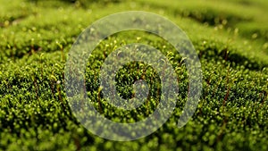 With the background softly blurred emphasizing the moss s lush