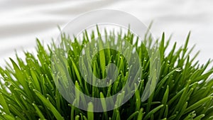 Background is softly blurred, emphasizing the sharpness and texture of