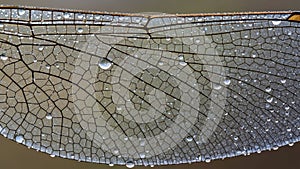 The background is softly blurred emphasizing the wing s detailed structure