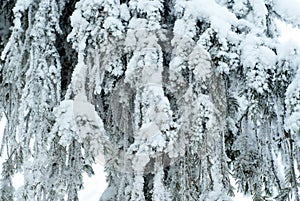 Background: a solid curtain of drooping living branches of a large fir, covered with snow after snowfall
