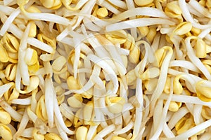 Soy bean sprouts