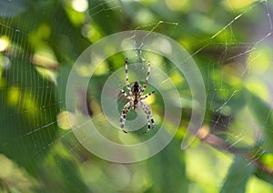 A background with a spider isolated on his spider web