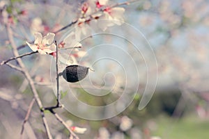 background of spring almond blossoms tree. selective focus.
