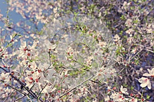 background of spring almond blossoms tree. selective focus.