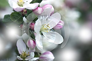 Background with spring apple blossom. Blossoming branch in springtime Blooming apple tree in spring time