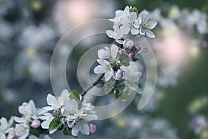 Background with spring apple blossom. Blossoming branch in springtime Blooming apple tree in spring time