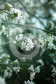Background with spring apple blossom. Blossoming branch in springtime Blooming apple tree in spring time
