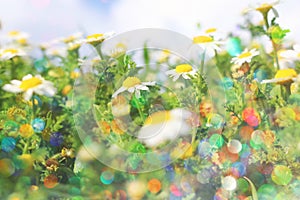 Background of spring beautiful daisy flowers. selective focus