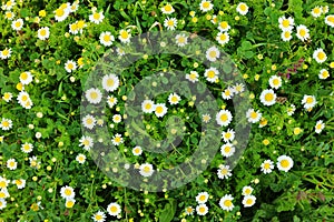 Background of spring beautiful daisy flowers. selective focus