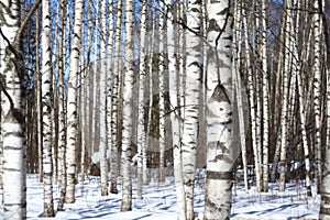 Background spring birch forest and blue sky