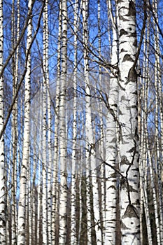 Background spring birch forest and blue sky