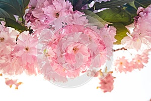 Background of spring Blooming pink sacura tree