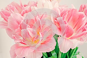 Background of spring blurred pink tulips. Spring tulip flowers close up. Card for Easter, Mother's Day or