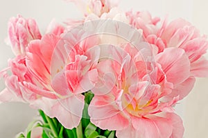 Background of spring blurred pink tulips. Spring tulip flowers close up. Card for Easter, Mother's Day or