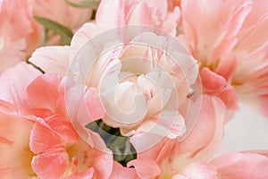 Background of spring blurred pink tulips. Spring tulip flowers close up. Card for Easter, Mother's Day or
