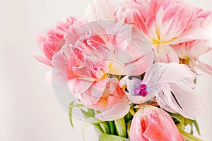 Background of spring blurred pink tulips. Spring tulip flowers close up. Card for Easter, Mother's Day or