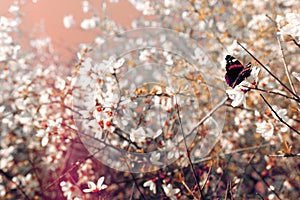 background of spring cherry blossoms tree and beautiful butterfly collects nectar from the flower. selective focus.