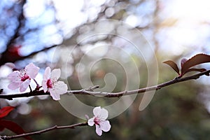 Background of spring cherry blossoms tree. selective focus