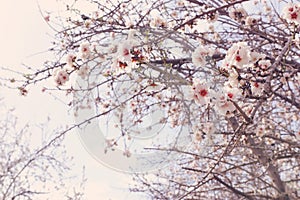 Background of spring cherry blossoms tree. selective focus