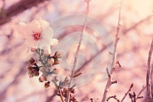 Background of spring cherry blossoms tree. selective focus