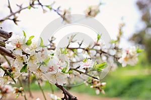 Background of spring cherry blossoms tree. selective focus
