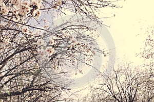 Background of spring cherry blossoms tree. selective focus