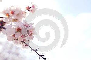 Background of spring cherry blossoms tree. selective focus